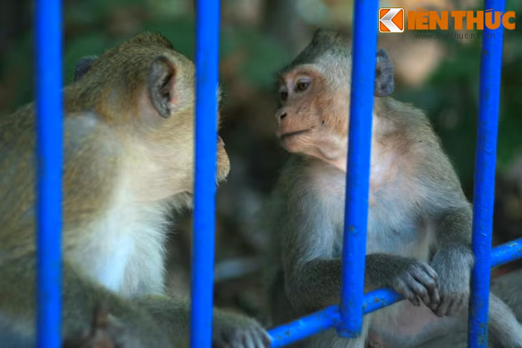 Một số hình ảnh khác về đàn khỉ ở Tòa thánh Tây Ninh.