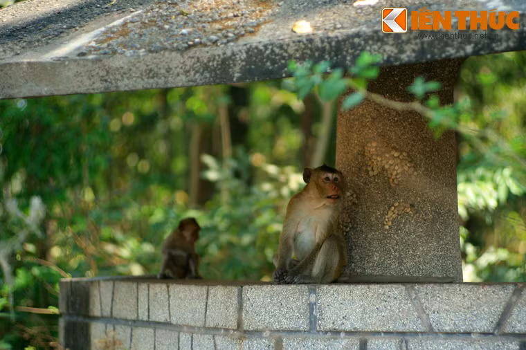 Sự xuất hiện của đàn khỉ ở Tòa thánh Tây Ninh khiến khách du lịch cảm thấy thích thú.