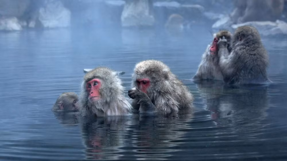 Trong một năm, băng tuyết bao phủ thung lũng ít nhất bốn tháng, với nền nhiệt độ hạ xuống tới -15°C.