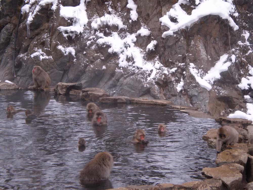 Với loai khỉ tuyết, các suối nước nóng giữa mùa đông băng giá là một thiên đường thực sự.