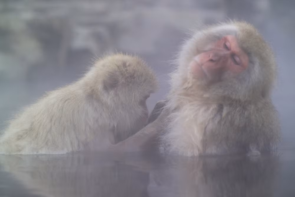 Dáng vẻ thảnh thơi, hưởng thụ không khác con người của chúng khiến những du khách có cơ hội quan sát không khỏi thích thú.