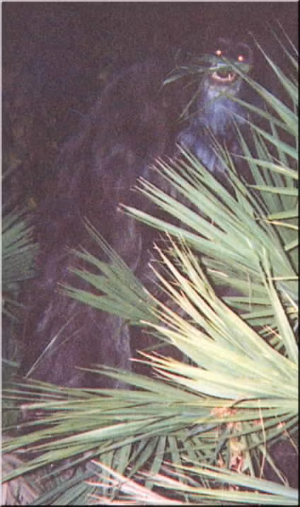Khỉ hôi (skunk ape) hay còn gọi là Florida Bigfoot, là một sinh vật nửa người nửa khỉ bí ẩn được cho là sinh sống ở tiểu bang Florida, Bắc Carolina và Arkansas của Mỹ. Những báo cáo về sinh vật này xuất hiện phổ biến trong thập niên 1960 - 1970. Các nhân chứng cho rằng sinh vật này có một mùi hôi khủng khiếp.