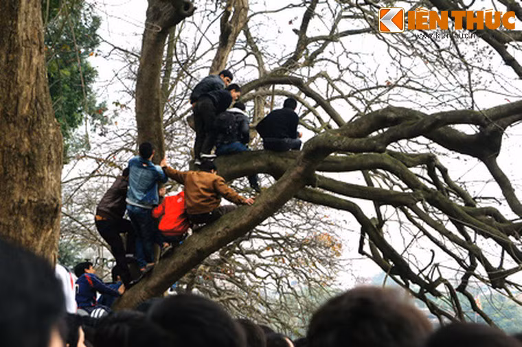 Các nhánh cây chĩa ra hồ sẽ trở thành "điểm cao chiến lược" để ngắm rùa.