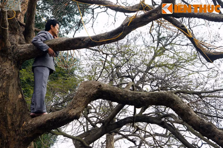 Quý ông mặc comple leo cây xem rùa.