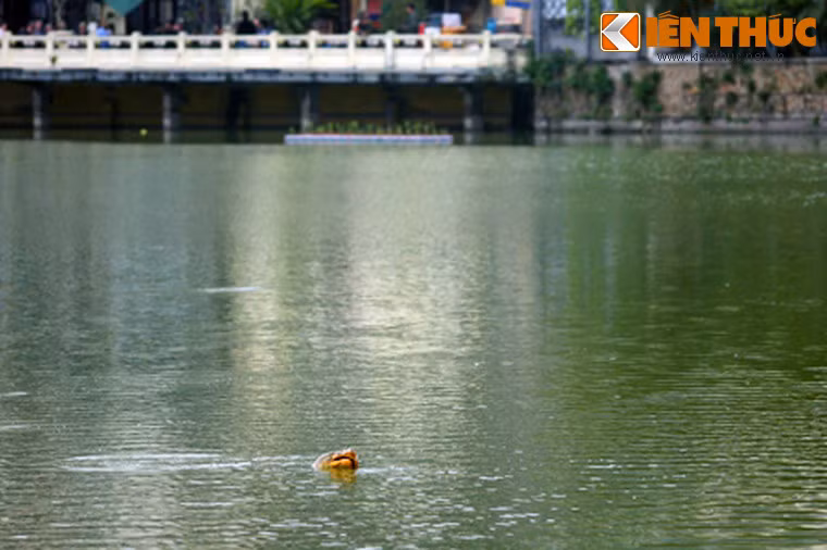 Lúc cụ Rùa Hồ Gươm còn sống, mỗi lần cụ nổi là một lần Hà Nội xôn xao.