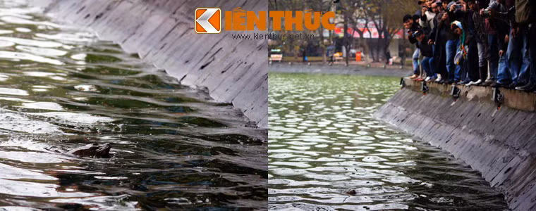 Tuy vậy, cũng có không ít lần Cụ vào sát bờ, không hề tỏ ra e ngại.