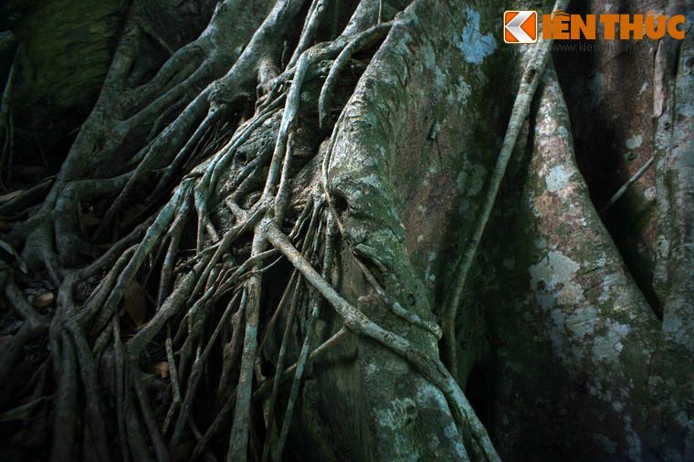 Dấu ấn thời gian trên cây Di sản Việt Nam - cây đa 800 tuổi ở Sơn Trà, Đà Nẵng. Theo đức tin của người Việt xưa, quỷ thần, ma quái là những linh hồn phiêu bạt vô định nên thường lấy thân cây to làm chỗ nương tựa. Và những cây đa to lớn là lựa chọn lý tưởng, trở thành "cây đa có thần".