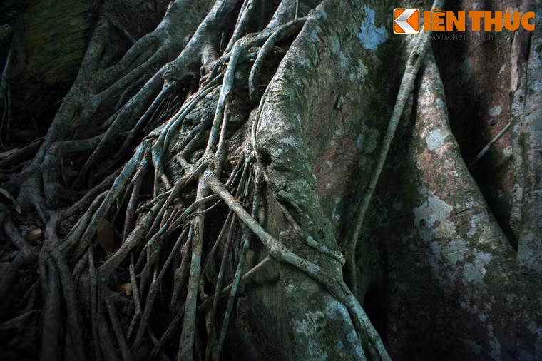 Dấu ấn thời gian trên cây Di sản Việt Nam - cây đa 800 tuổi ở Sơn Trà, Đà Nẵng. Theo đức tin của người Việt xưa, quỷ thần, ma quái là những linh hồn phiêu bạt vô định nên thường lấy thân cây to làm chỗ nương tựa. Và những cây đa to lớn là lựa chọn lý tưởng, trở thành "cây đa có thần".