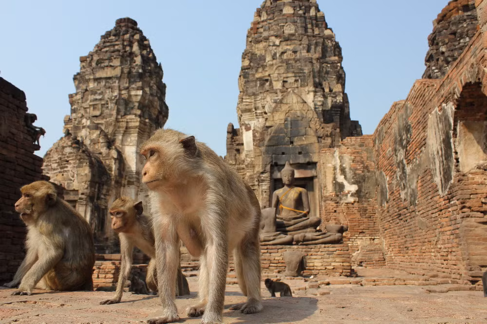 Đúng như tên gọi, ấn tượng đầu tiên về ngôi đền khỉ Thái Lan này chính là sự hiện diện của những chú khỉ ở khắp nơi.