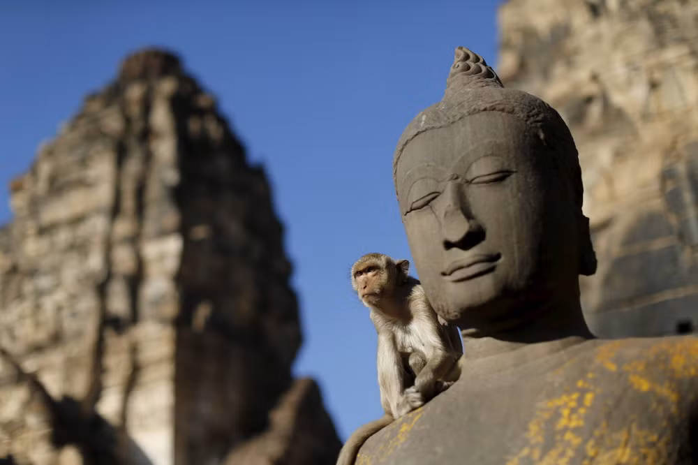 Đền Phra Prang Sam Yod chính là nơi tập trung nhiều khỉ nhất của thành phố Lop Buri.