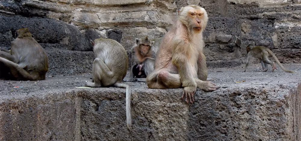 Các đàn khỉ tập trung chủ yếu ở các địa điểm tôn giáo lớn, nơi chúng có thể nhận đồ ăn từ khách thập phương.