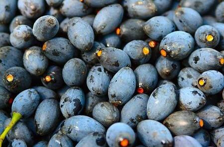 Mùa thu hoạch trám là khi những cơm gió chào thu tới từ tháng 7 đến tháng 9 âm lịch...Có rất nhiều món ngon chế biến từ trám đen khiến thực khách ăn rồi nhớ mãi.