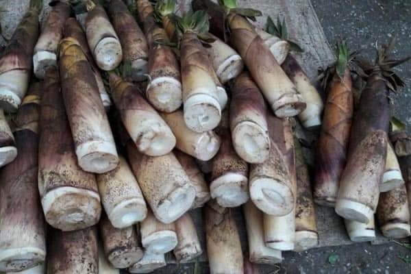 Miền núi phía Bắc nước ta đang vào mùa măng tươi với nhiều loại măng ngon như măng sặt, măng nứa, măng vầu, măng tre bát độ, măng đắng. Bạn có thể chế biến được cực kỳ nhiều món ngon từ các loại măng tươi.