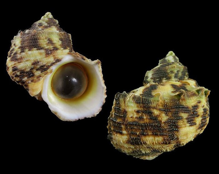 Turbo chysostomus cũng là một loài ốc biển có tiền sử gây ngộ độc tại Việt Nam và một số nước khác. Ảnh: Internet. Video "Nguyên nhân 40 học sinh ngộ độc trà sữa". Nguồn: VTC Now.