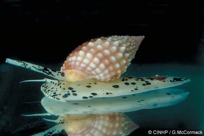 Loài ốc bùn bóng chứa độc tố kịch độc, có thể gây tử vong nếu ăn nhầm. Nguy hiểm hơn, độc của ốc này chưa có thuốc giải.