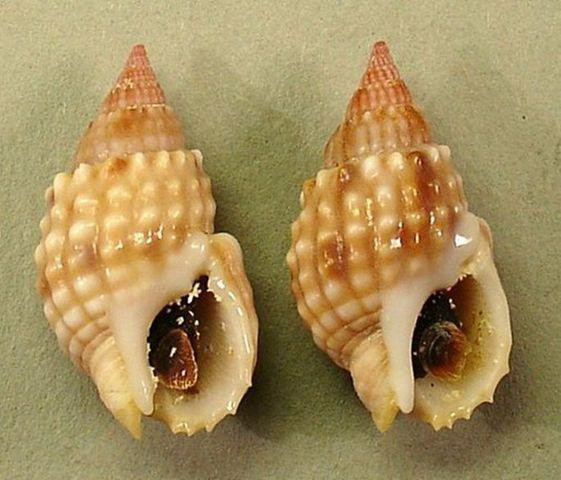 Cụ thể, ốc răng cưa chứa tetrodotoxins, loại độc tố thần kinh gây liệt cơ hô hấp cực nhanh. Sau khi ngộ độc chừng 30 phút, nạn nhân sẽ có triệu chứng khó thở, liệt cơ hô hấp.