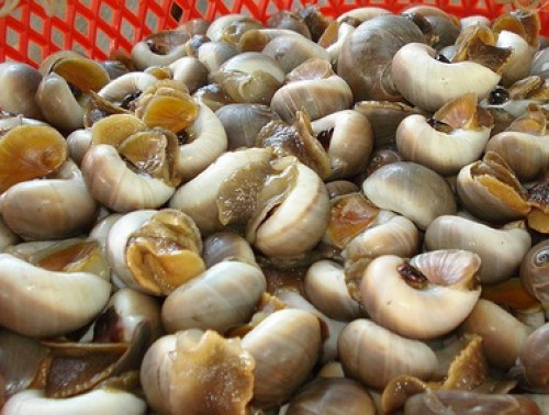 Ốc mỡ xào mắm tắc: Nếu bạn là tín đồ ăn vặt và đặc biệt là tín đồ món ốc thì đừng nên bỏ qua cách làm ốc mỡ xào mắm tắc này nhé.