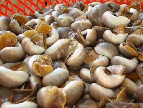 Ốc mỡ xào mắm tắc: Nếu bạn là tín đồ ăn vặt và đặc biệt là tín đồ món ốc thì đừng nên bỏ qua cách làm ốc mỡ xào mắm tắc này nhé.