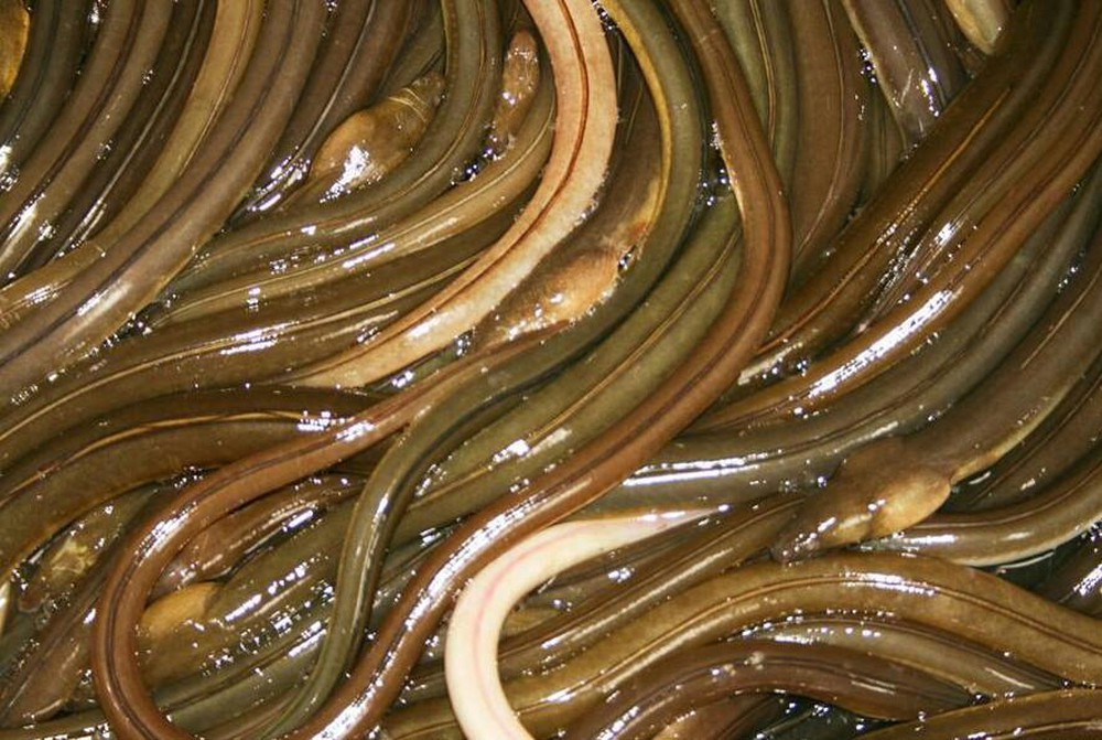 Cá nhệch khi làm gỏi phải dùng tro hay nước vôi loãng để làm sạch nhớt, sau khi mổ bụng và bỏ đầu, đuôi, ruột cá thì chúng ta lọc phần xương và thịt riêng.