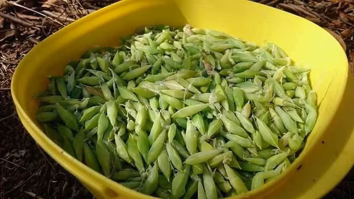 Thường nhộng sâu bắt về làm sạch và thưởng thức từng miếng một với chén rượu cần. Nhiều người lại thích ăn nhộng muồng luộc chín nhưng vẫn cảm nhận được vị đậm đà, béo ngậy.