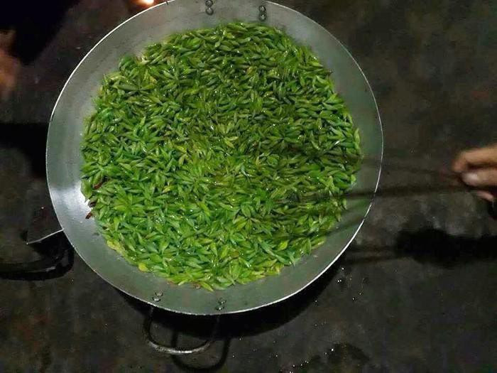 Nhộng muồng có thể ăn sống hoặc chế biến chín đều mang lại vị ngọt ngon béo ngậy.