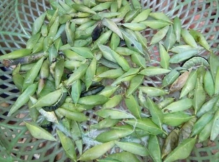 Không chỉ đơn thuần là món ăn ngon, bổ dưỡng, nhộng sâu muồng còn đem lại một khoản thu nhập kha khá cho nhiều hộ gia đình tại các địa phương của tỉnh Đắk Lắk bằng việc bắt nhộng sâu bán lại cho các tiểu thương ở chợ và sau đó được bỏ mối cho các nhà hàng, quán nhậu.