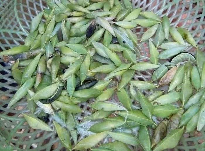 Không chỉ đơn thuần là món ăn ngon, bổ dưỡng, nhộng sâu muồng còn đem lại một khoản thu nhập kha khá cho nhiều hộ gia đình tại các địa phương của tỉnh Đắk Lắk bằng việc bắt nhộng sâu bán lại cho các tiểu thương ở chợ và sau đó được bỏ mối cho các nhà hàng, quán nhậu.