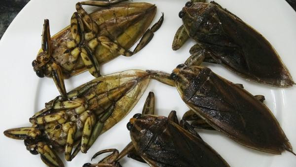 Cà niễng thường nhỏ như đầu ngón tay út, cánh đen, hơi cứng. Nó sống nơi ruộng nước, chỗ có nhiều cỏ năn, cỏ lác hoặc nhiều rong rêu.