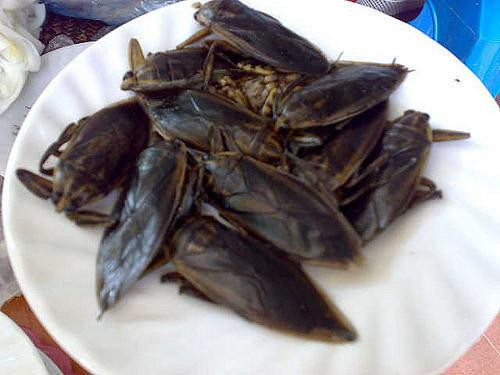 Người đánh dậm, người dui tép và các em thả vuông lưới nhỏ - cái te cất tép - thường "vớ" được cà niễng. Loại này, thường béo, mình tròn kiểu hạt bòng nhưng đậm hơn, sống "hiền" nên dễ xúc bắt.