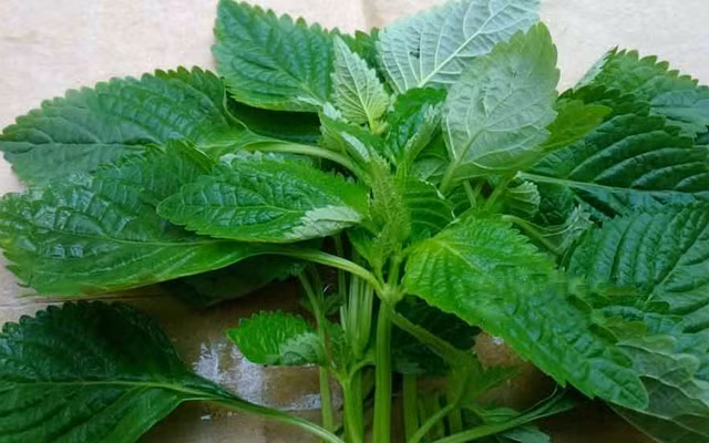 Bat mi 11 loai nuoc xong hoi lam dep giup da mat cang min, giam stress-Hinh-5