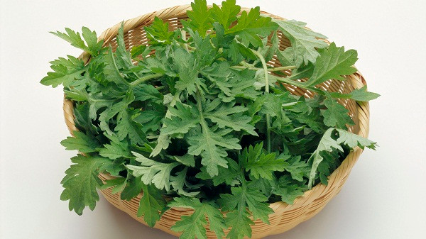 Rau ngai cuu cuc tot nhung ban co biet nhieu nguoi khong nen an-Hinh-3