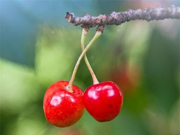 Quả anh đào (cherry): Quả anh đào có đặc tính chống oxy hóa cao, trong đó có hợp chất perillyl có tác dụng rất tốt trong ngăn ngừa ung thư tuyến tụy. Bởi vậy, để tránh nguy cơ ung thư, bạn nên thêm loại quả này vào khẩu phần ăn hàng ngày của mình. Ảnh: Internet. 