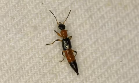 Den “mua” kien ba khoang, bac si chi cach xu ly va phong tranh-Hinh-3