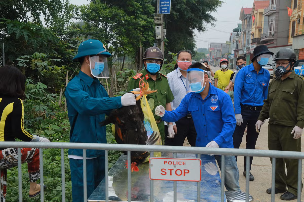 Can canh thon Ha Loi xit khu trung tung mo rau, con ga ngay cach ly-Hinh-3