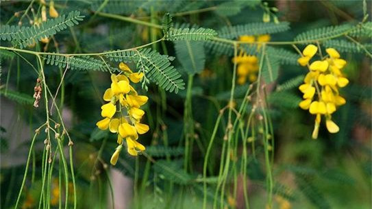 Kẻ chân mày bằng bột cây điên điển: Tận dụng triệt để tác dụng của cây điên điển, những nhà chế tác mỹ phẩm thời bấy giờ đã dùng gỗ của cây này để đẽo thành bút kẻ chân mày. Sau đó, họ đốt thân cây để lấy tro, lọc ra phần bụi tro mịn nhất để làm bột tán mày. Loại chì kẻ mày đặc biệt này không chỉ cho màu sắc tự nhiên đến trung thực mà còn cực kỳ lành tính đối với làn da.