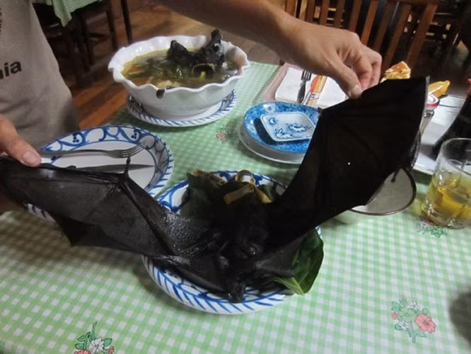 Mặc dù các chuyên gia y tế đã đưa ra nhiều khuyến cáo về mức độ nguy hiểm của việc tiêu thụ thịt dơi nhưng không ít người vẫn coi chúng là món ăn khoái khẩu và bổ dưỡng. Trên thực tế, món ăn từ dơi tiềm ẩn nguy cơ nhiễm khuẩn và có thể gây chết người.