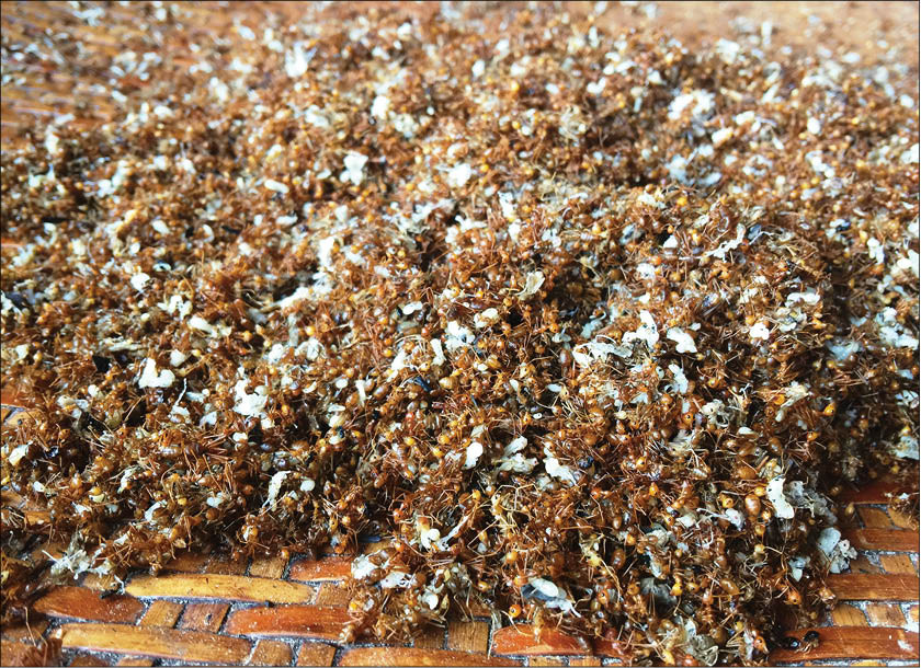 Muối kiến vàng mà làm gia vị ăn kém với bò một nắng thì tuyệt vời. Miếng bò dai mềm, ngọt thịt, thơm lừng hòa vào vị muối kiến vàng cay cay, chua chua, nòng nòng, chan chát sẽ trở thành món ăn tuyệt đỉnh không nơi nào có được.