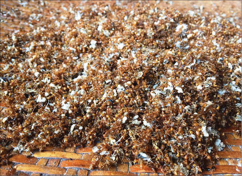 Muối kiến vàng mà làm gia vị ăn kém với bò một nắng thì tuyệt vời. Miếng bò dai mềm, ngọt thịt, thơm lừng hòa vào vị muối kiến vàng cay cay, chua chua, nòng nòng, chan chát sẽ trở thành món ăn tuyệt đỉnh không nơi nào có được.