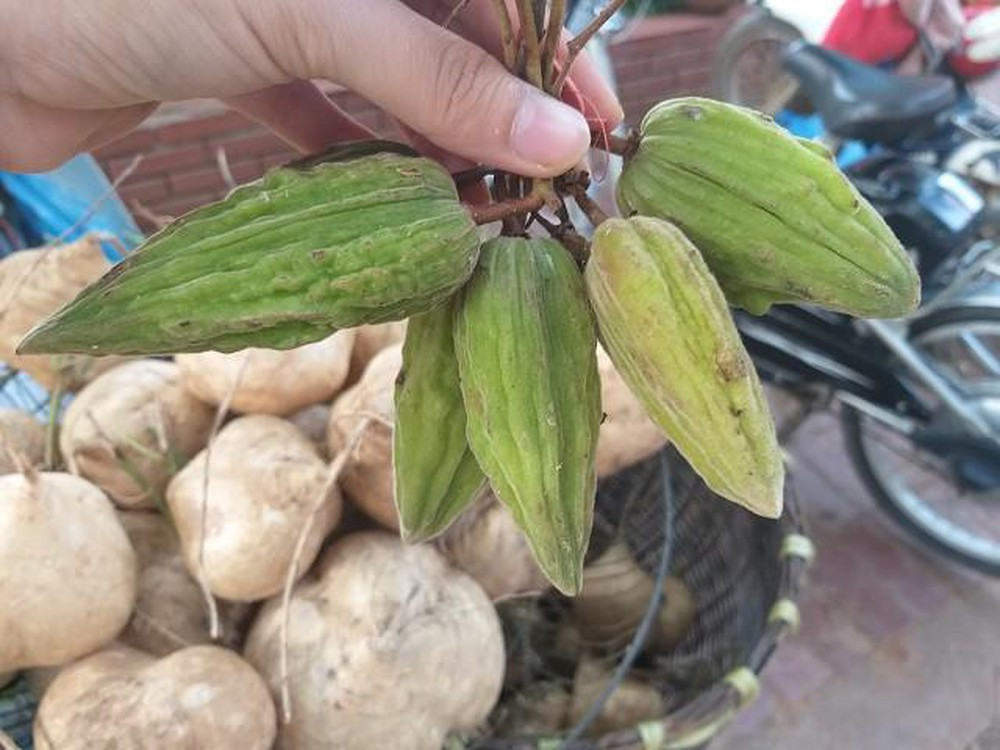 2. Mắc sim hay còn gọi là khế rừng, khế Mèo là loại quả có thân dây leo, rất phổ biến trong các khu rừng Tây Bắc, ra hoa và tháng khoảng 9,10, bắt đầu từ cuối tháng 10 đầu tháng 11 là có thể hái được quả .