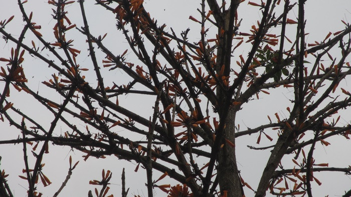 Theo đồng bào dân tộc Thái thì món hoa "Bó Píp" sau khi chế biến ăn rất mát và bổ gan. Ảnh: Dân Việt.