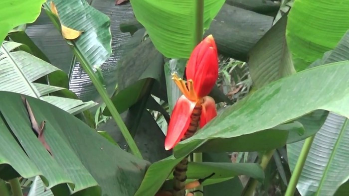 Hoa chuối rừng: Cứ mỗi độ cuối năm, khi những cánh rừng phía tây của tỉnh có ánh nắng xuyên qua cũng là lúc hoa chuối rừng nở bung sắc đỏ tươi. Đây là dịp để người dân các huyện miền núi vào rừng hái hoa chuối về chế biến các món ăn hoặc bán về miền xuôi.