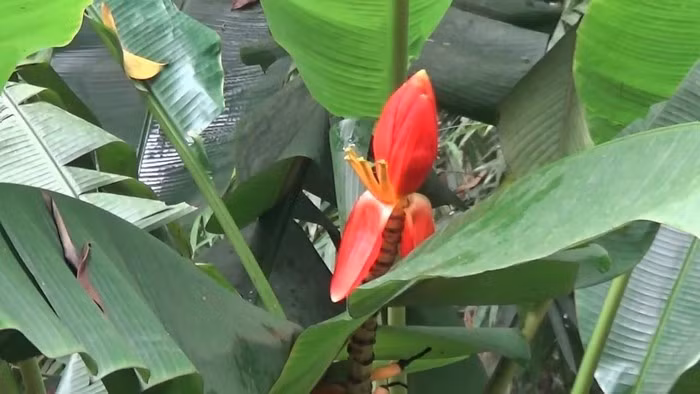 Hoa chuối rừng: Cứ mỗi độ cuối năm, khi những cánh rừng phía tây của tỉnh có ánh nắng xuyên qua cũng là lúc hoa chuối rừng nở bung sắc đỏ tươi. Đây là dịp để người dân các huyện miền núi vào rừng hái hoa chuối về chế biến các món ăn hoặc bán về miền xuôi.