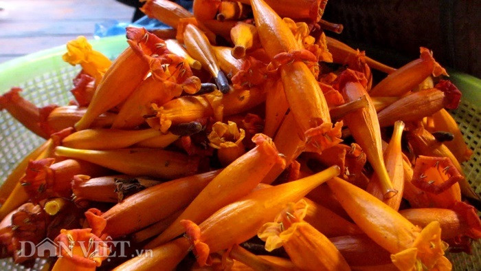 Đối với người Thái Sơn La, từ lâu, loài hoa rừng này đã trở thành món ăn không thể thiếu trong dịp đói giáp hạt của bà con. Ảnh: Dân Việt.