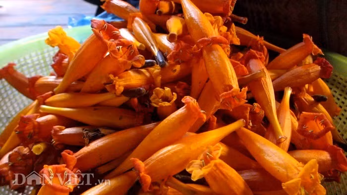 Đối với người Thái Sơn La, từ lâu, loài hoa rừng này đã trở thành món ăn không thể thiếu trong dịp đói giáp hạt của bà con. Ảnh: Dân Việt.