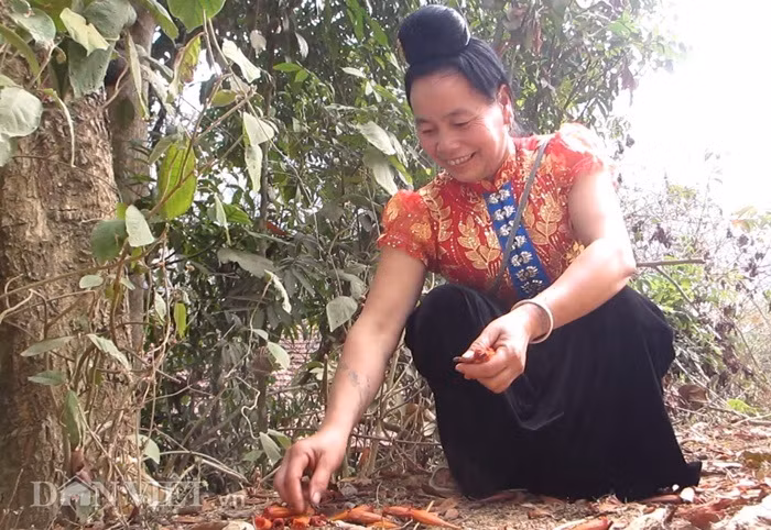 Những năm gần đây, từ một món ăn dân dã, hoa "Bó Píp" đã trở thành thứ đặc sản được nhiều người dân thành phố săn tìm. Ảnh: Dân Việt.