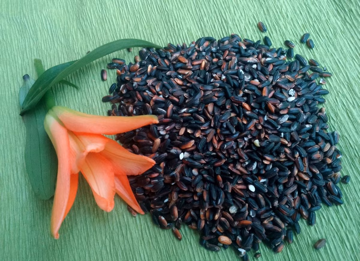 Cach lam ruou nep cam vua ngon vua an toan don Tet Doan Ngo-Hinh-2