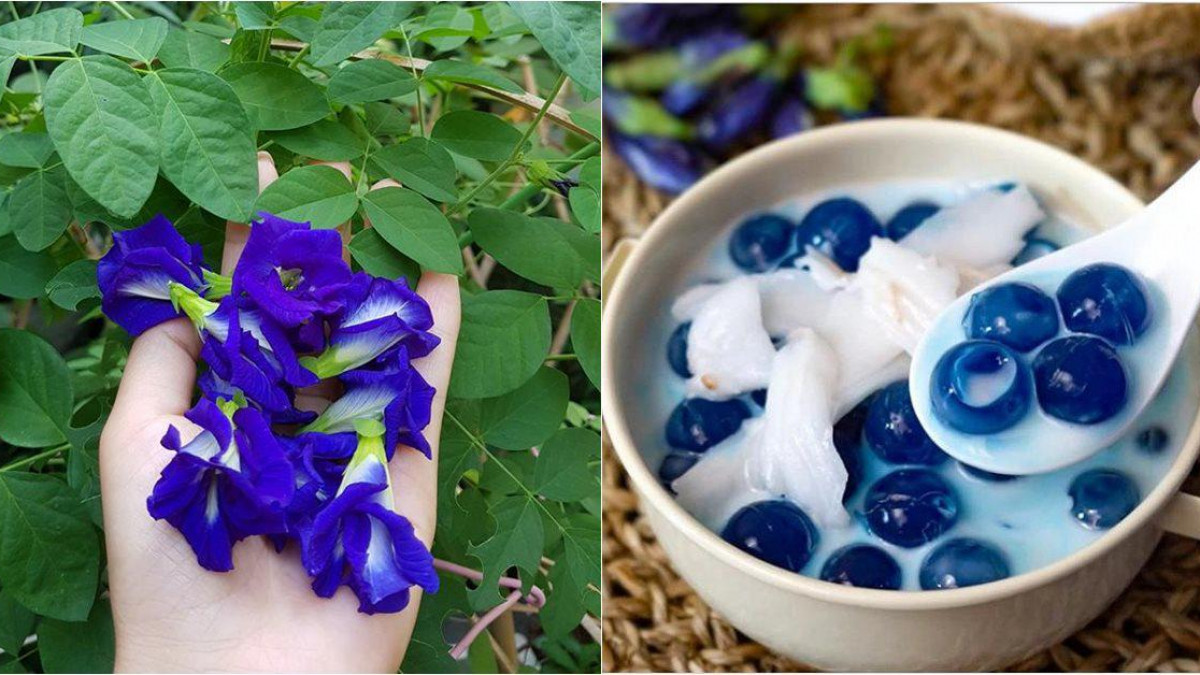 Tuy nhiên, vì hoa đậu biếc chứa anthocyanin có tác dụng ức chế sự kết tụ tiểu cầu, tăng lưu thông máu, thúc đẩy sự co bóp tử cung nên lưu ý cẩn thận hạn chế dùng trong các trường hợp: phụ nữ mang thai, đang kỳ kinh nguyệt, chuẩn bị phẫu thuật, hoặc đang dùng thuốc chống đông máu. Ảnh: Internet. Mời độc giả theo dõi video "Dầu thực vật có thực sự tốt cho sức khỏe?". Nguồn: VTC.