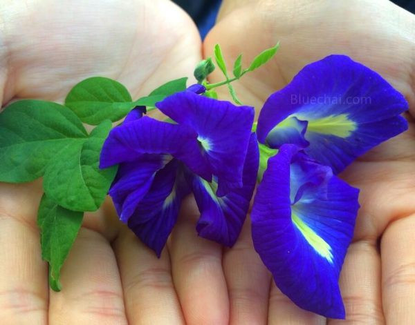 Ngăn ngừa, hỗ trợ điều trị ung thư: Hoa đậu biếc có khả năng chống oxy hóa cao, giảm sự hình thành cá gốc tự do và ngăn chặn các gốc tự do này gây hại cho tế bào trong cơ thể. Các nghiên cứu trong phòng thí nghiệm còn cho thấy, chất cliotide của hoa đậu biếc có khả năng ức chế tế bào ung thư.