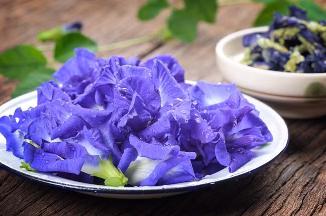 An thần, giảm lo âu, ngừa trầm cảm: Theo các tài liệu cổ của y học Ấn Độ và Trung Quốc, hoa đậu biếc có tác dụng an thần, giảm lo âu, ngừa trầm cảm là do màu xanh của hoa.