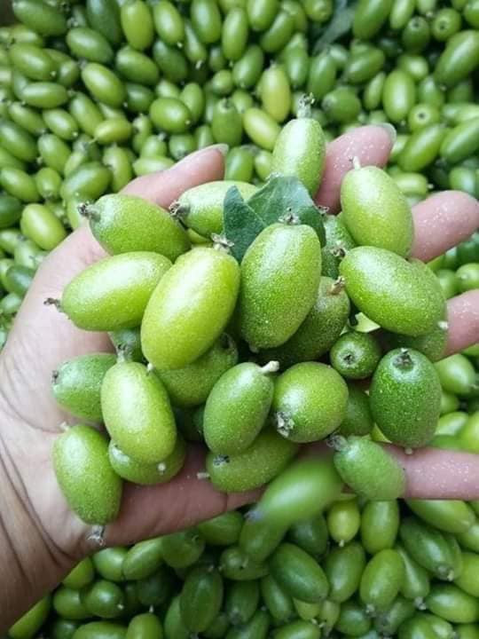 Mọi nguyên liệu đã đầy đủ rồi, việc bây giờ chỉ là cuốn – chấm – ăn. Những lát bắp cải trắng nõn nà, đặt một miếng nhót xanh, rau mùi, lá tỏi kèm với miếng gừng vàng tươi sau đó từ từ cuốn chặt rồi chấm vào bát chẩm chéo rồi cho vào miệng nhai. Chắc chắn, một vị ấn tượng sẽ không thể nào quên được.